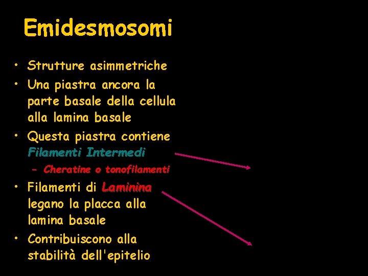 Emidesmosomi • Strutture asimmetriche • Una piastra ancora la parte basale della cellula alla