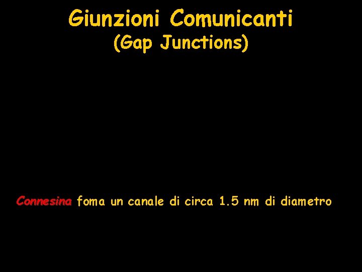 Giunzioni Comunicanti (Gap Junctions) Connesina foma un canale di circa 1. 5 nm di