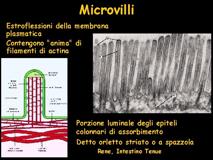 Microvilli Estroflessioni della membrana plasmatica Contengono "anima" di filamenti di actina Porzione luminale degli