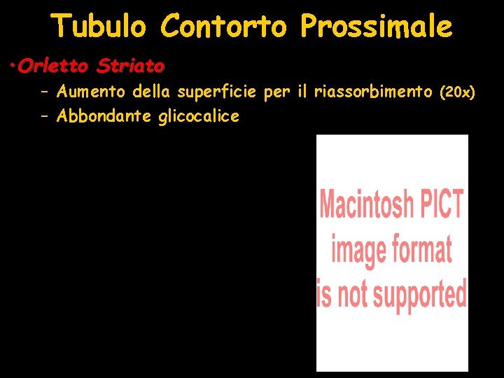 Tubulo Contorto Prossimale • Orletto Striato – Aumento della superficie per il riassorbimento (20