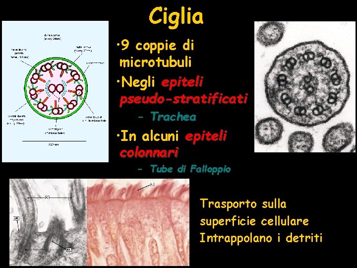 Ciglia • 9 coppie di microtubuli • Negli epiteli pseudo-stratificati – Trachea • In