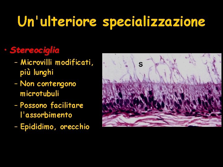 Un'ulteriore specializzazione • Stereociglia – Microvilli modificati, più lunghi – Non contengono microtubuli –