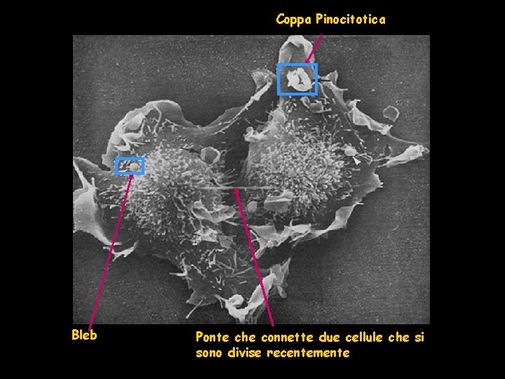 Coppa Pinocitotica Bleb Ponte che connette due cellule che si sono divise recentemente 