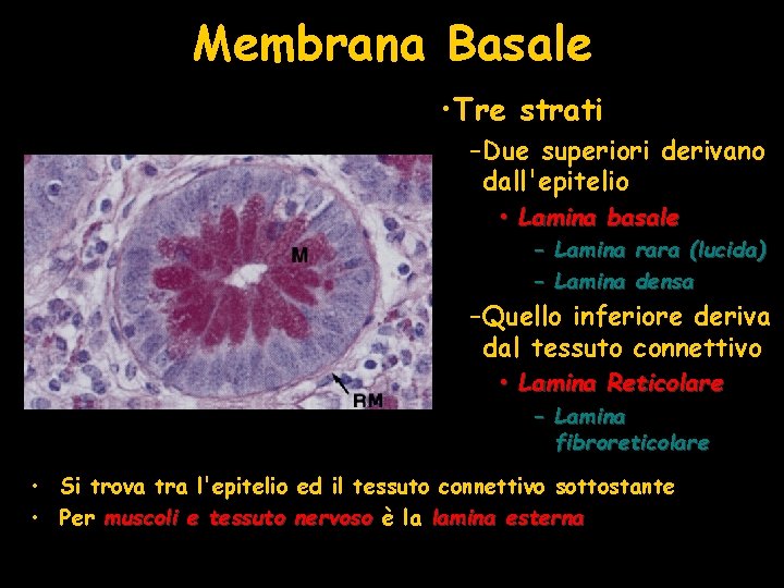 Membrana Basale • Tre strati – Due superiori derivano dall'epitelio • Lamina basale –