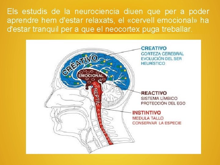 Els estudis de la neurociencia diuen que per a poder aprendre hem d'estar relaxats,