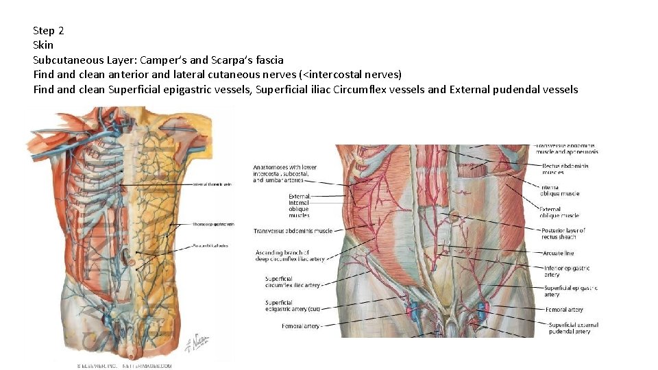 Step 2 Skin Subcutaneous Layer: Camper’s and Scarpa’s fascia Find and clean anterior and