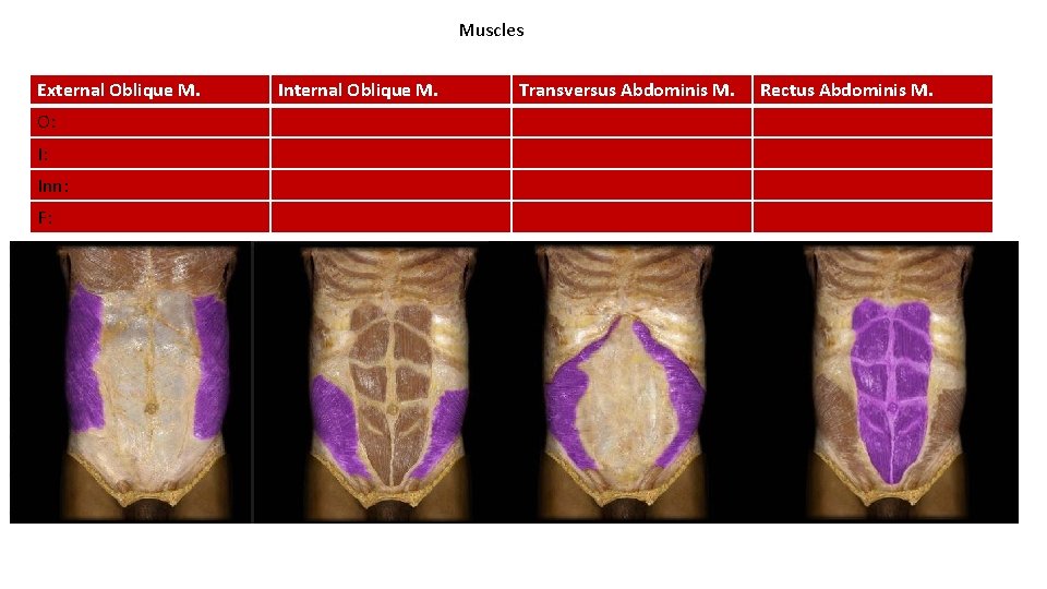 Muscles External Oblique M. O: I: Inn: F: Internal Oblique M. Transversus Abdominis M.