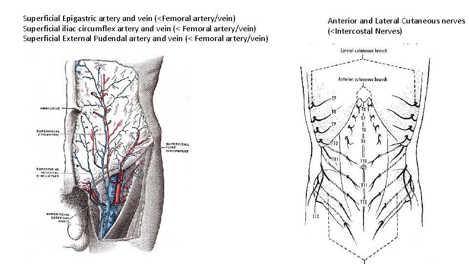 Superficial Epigastric artery and vein (<Femoral artery/vein) Superficial iliac circumflex artery and vein (<