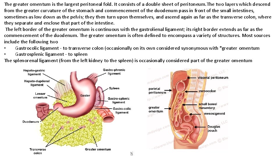 The greater omentum is the largest peritoneal fold. It consists of a double sheet