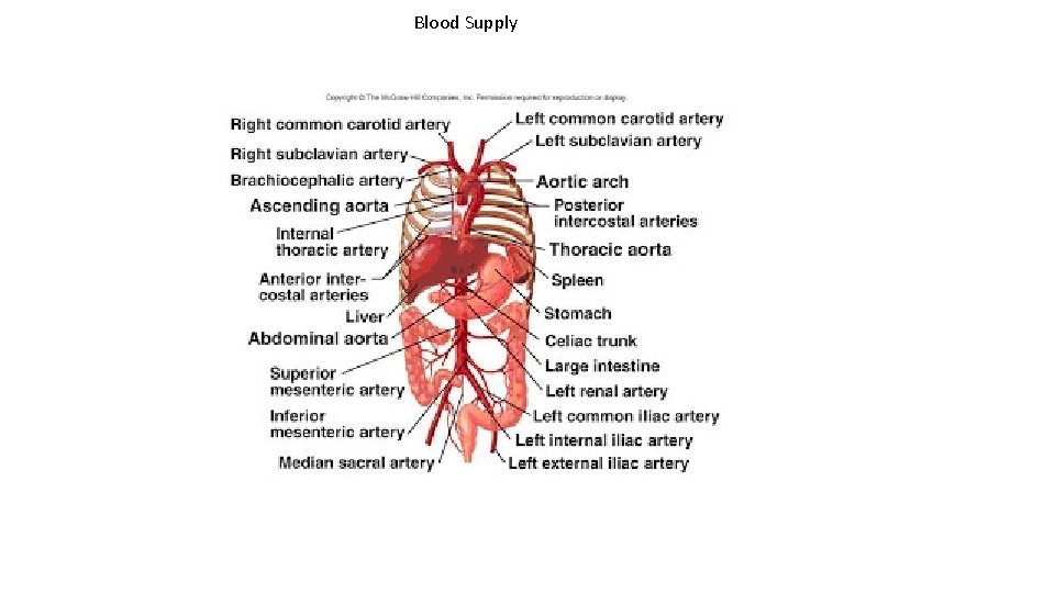 Blood Supply 