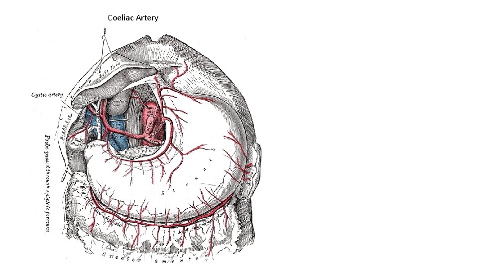 Coeliac Artery 