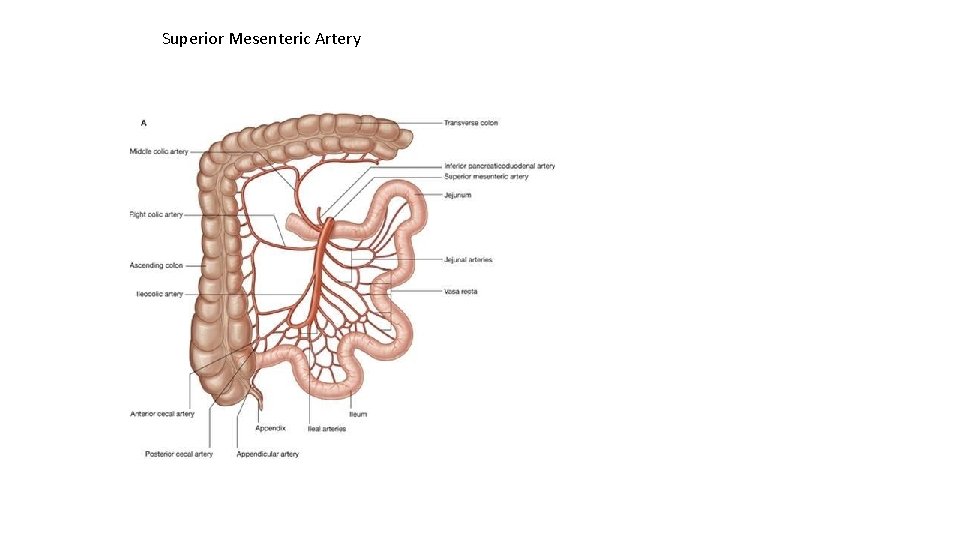 Superior Mesenteric Artery 