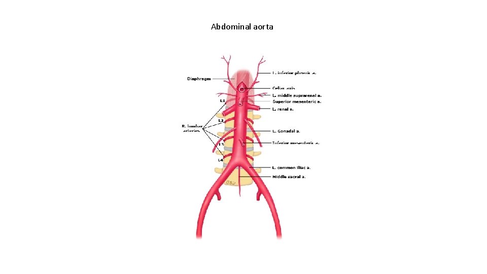 Abdominal aorta 