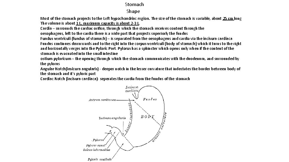 Stomach Shape Most of the stomach projects to the Left hypochondriac region. The size