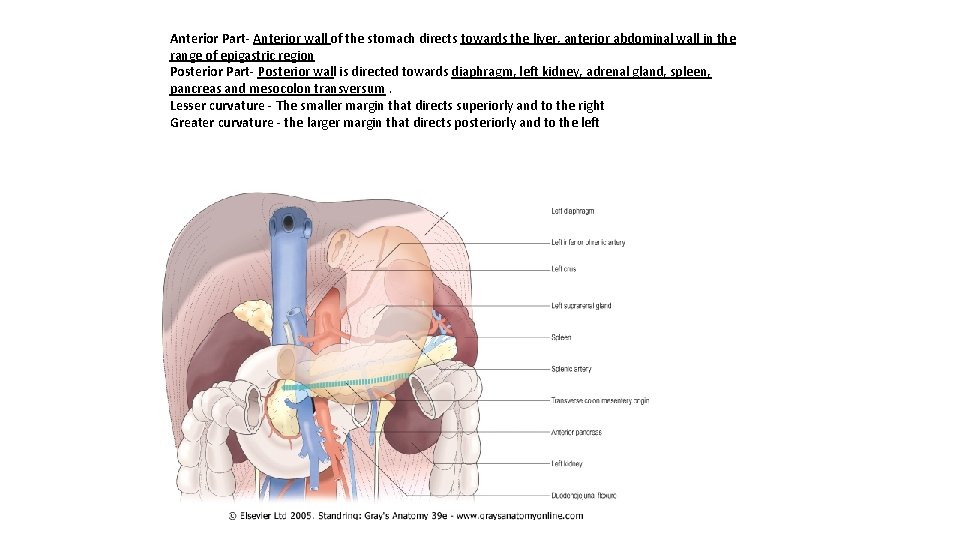 Anterior Part- Anterior wall of the stomach directs towards the liver, anterior abdominal wall