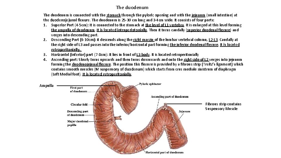 The duodenum is connected with the stomach through the pyloric opening and with the