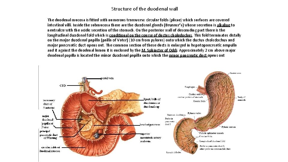 Structure of the duodenal wall The duodenal mucosa is fitted with numerous transverse circular