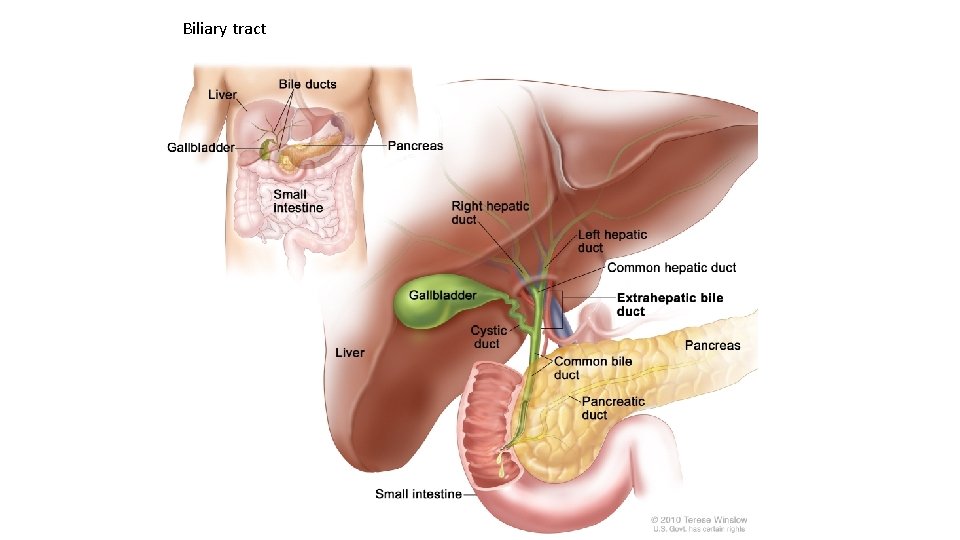 Biliary tract 