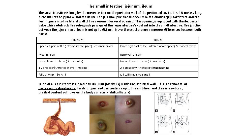 The small intestine; jejunum, ileum The small intestine is hung by the mesenterium on