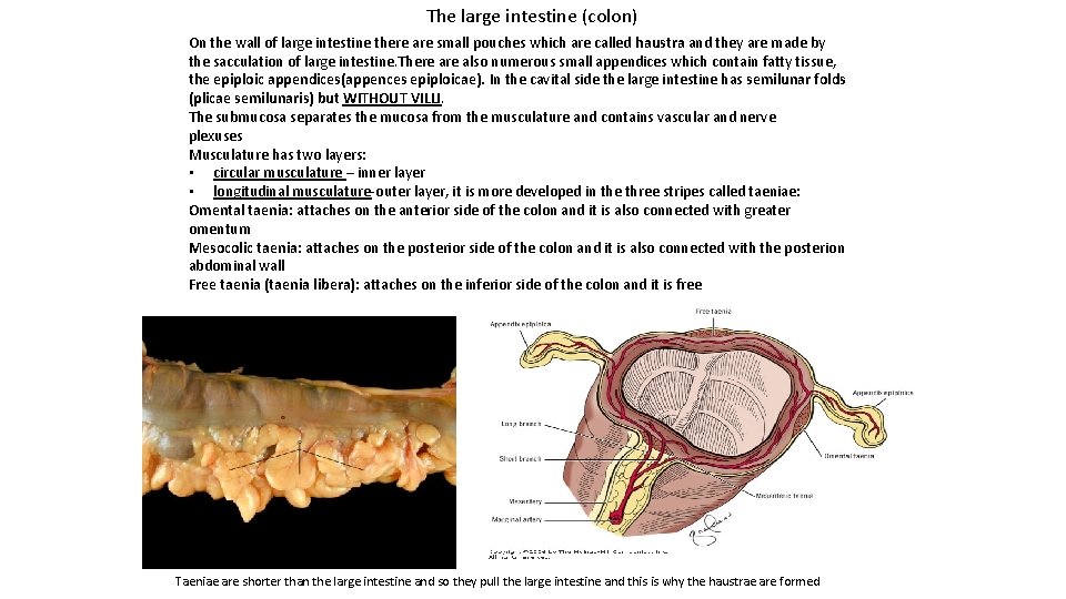The large intestine (colon) On the wall of large intestine there are small pouches