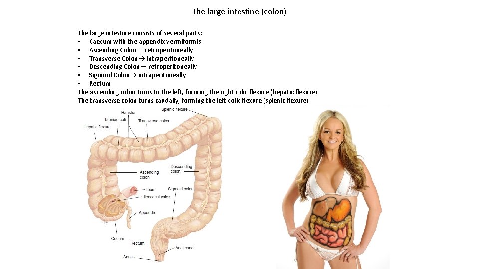 The large intestine (colon) The large intestine consists of several parts: • Caecum with