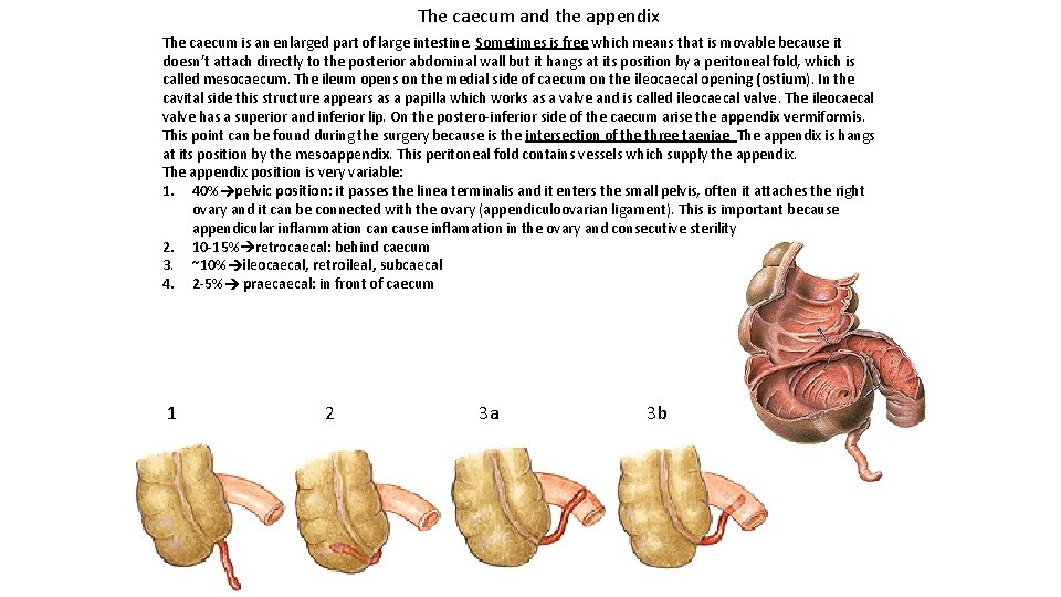 The caecum and the appendix The caecum is an enlarged part of large intestine.