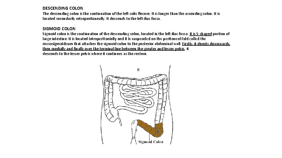 DESCENDING COLON The descending colon is the continuation of the left colic flexure. It