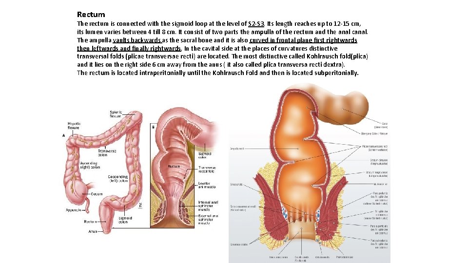 Rectum The rectum is connected with the sigmoid loop at the level of S