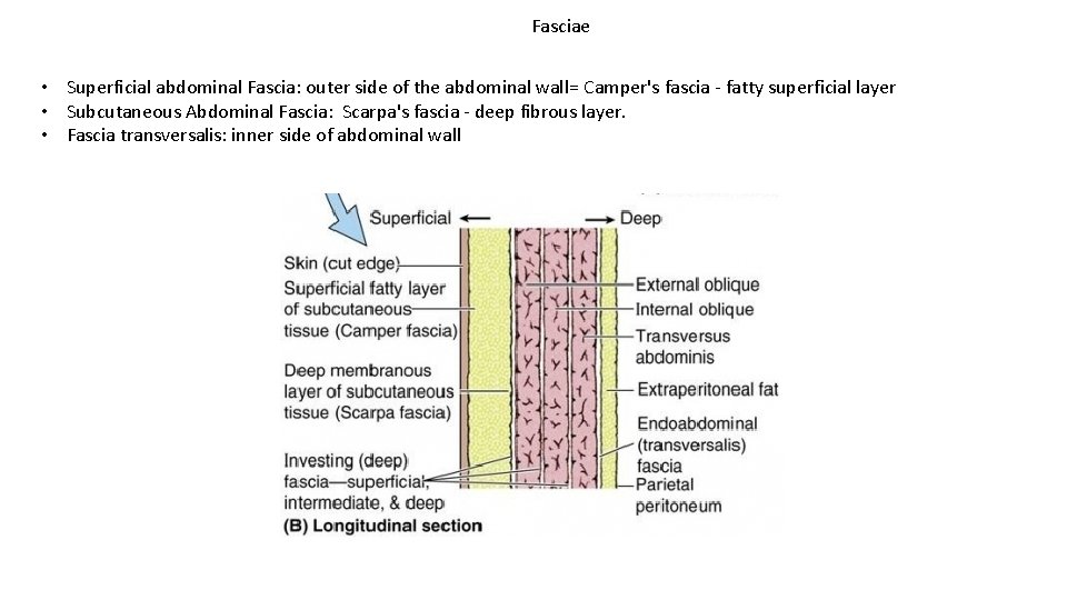 Fasciae • Superficial abdominal Fascia: outer side of the abdominal wall= Camper's fascia -