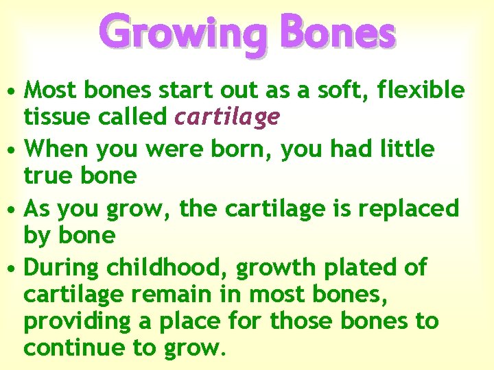 Growing Bones • Most bones start out as a soft, flexible tissue called cartilage