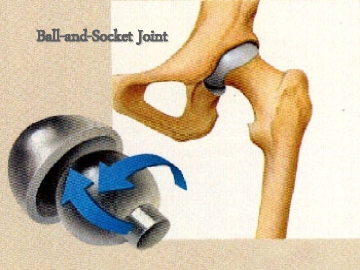 Ball-and-Socket Joint 