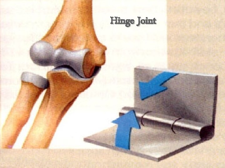 Hinge Joint 