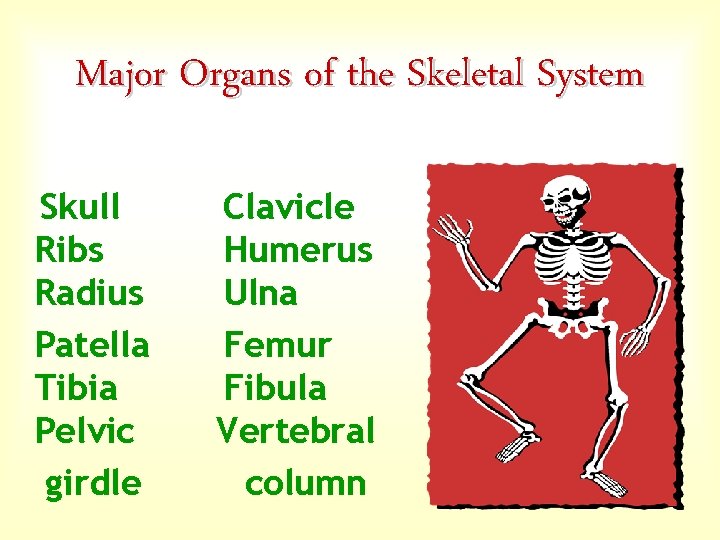 Major Organs of the Skeletal System Skull Ribs Radius Patella Tibia Pelvic girdle Clavicle