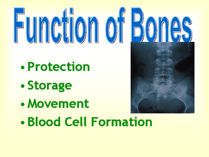  • Protection • Storage • Movement • Blood Cell Formation 