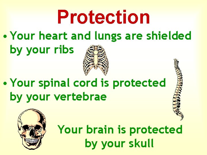 Protection • Your heart and lungs are shielded by your ribs • Your spinal