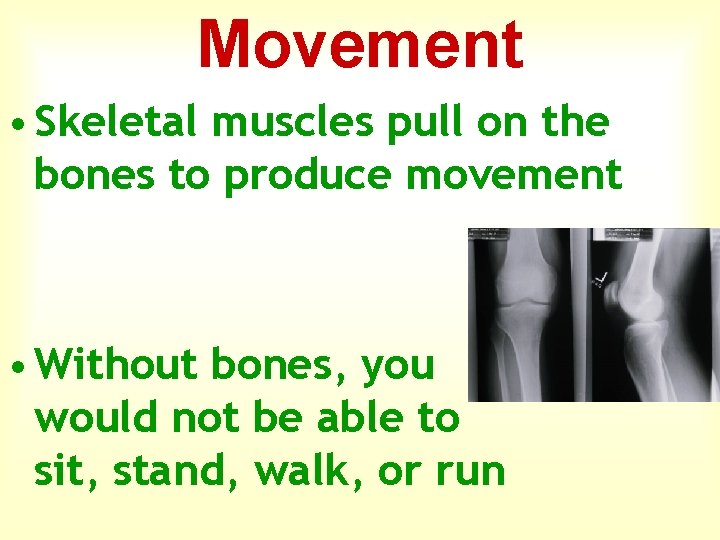 Movement • Skeletal muscles pull on the bones to produce movement • Without bones,