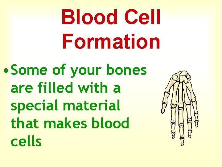 Blood Cell Formation • Some of your bones are filled with a special material