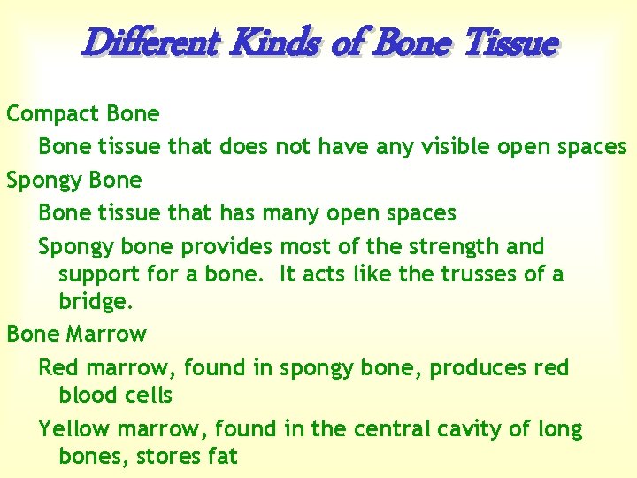 Different Kinds of Bone Tissue Compact Bone tissue that does not have any visible