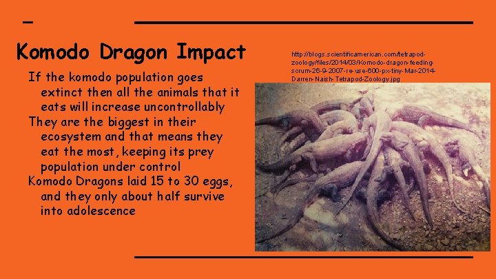 Komodo Dragon Impact If the komodo population goes extinct then all the animals that