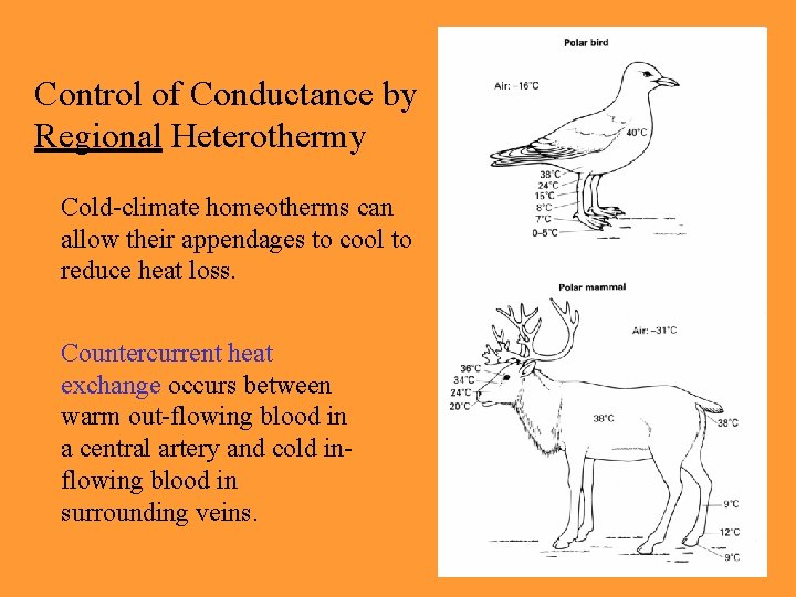 Control of Conductance by Regional Heterothermy Cold-climate homeotherms can allow their appendages to cool