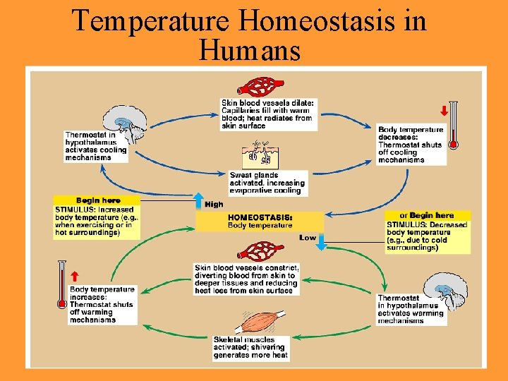 Temperature Homeostasis in Humans 