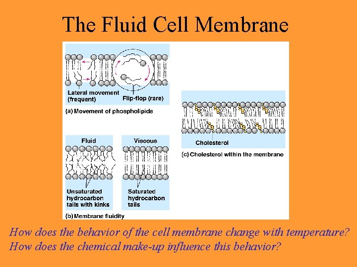 The Fluid Cell Membrane How does the behavior of the cell membrane change with