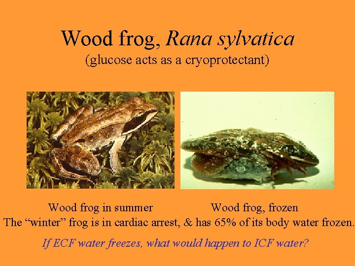 Wood frog, Rana sylvatica (glucose acts as a cryoprotectant) Wood frog in summer Wood