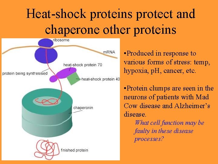 Heat-shock proteins protect and chaperone other proteins • Produced in response to various forms