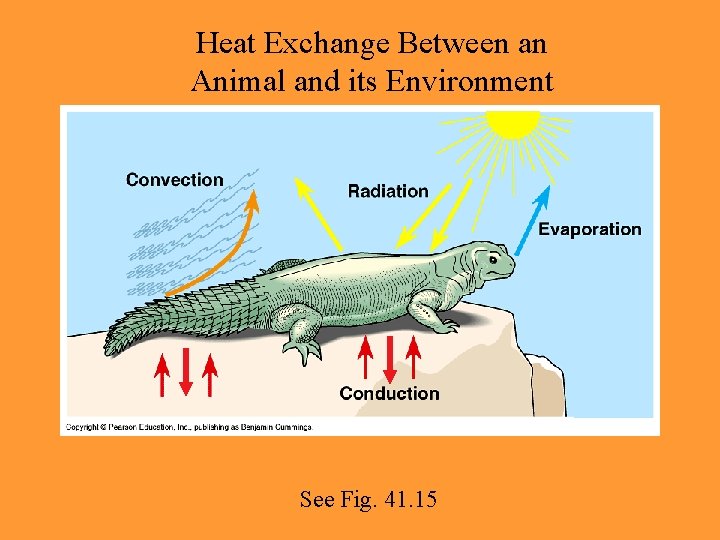 Heat Exchange Between an Animal and its Environment See Fig. 41. 15 