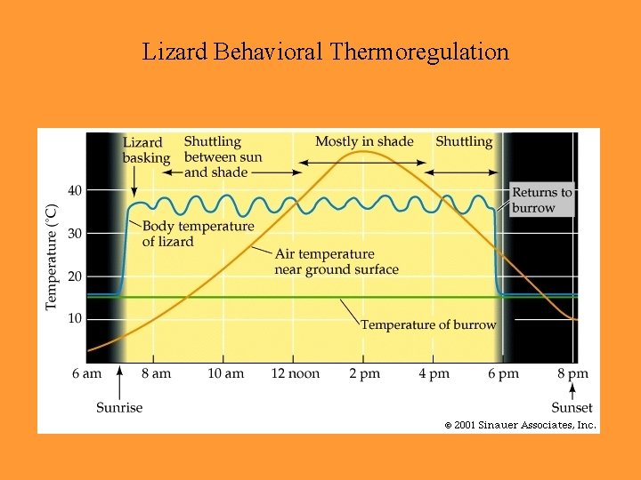 Lizard Behavioral Thermoregulation 