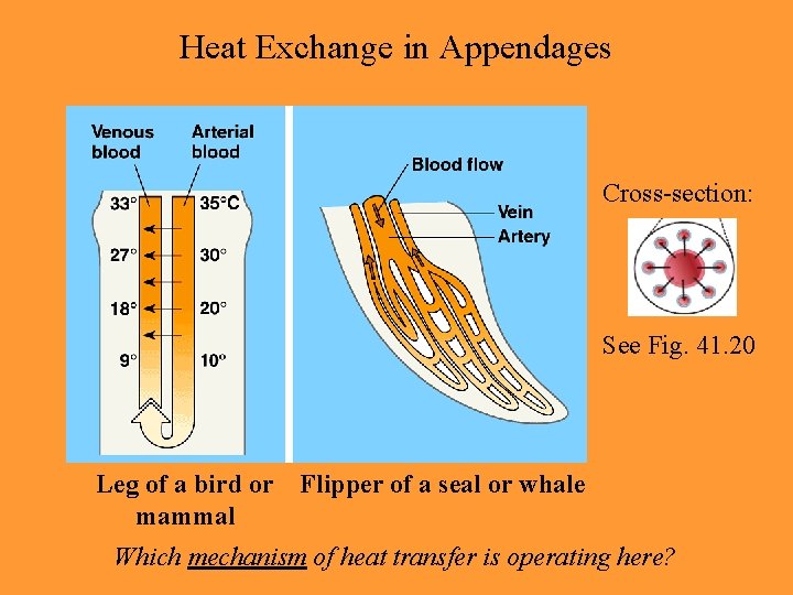 Heat Exchange in Appendages Cross-section: See Fig. 41. 20 Leg of a bird or