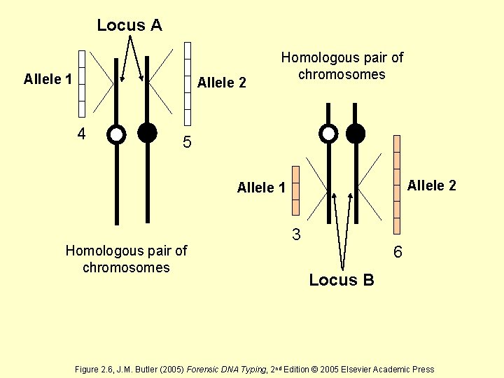 Locus A Allele 1 Allele 2 4 Homologous pair of chromosomes 5 Allele 2