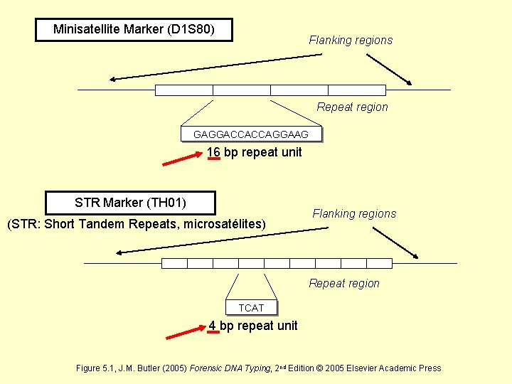 Minisatellite Marker (D 1 S 80) Flanking regions Repeat region GAGGACCACCAGGAAG 16 bp repeat