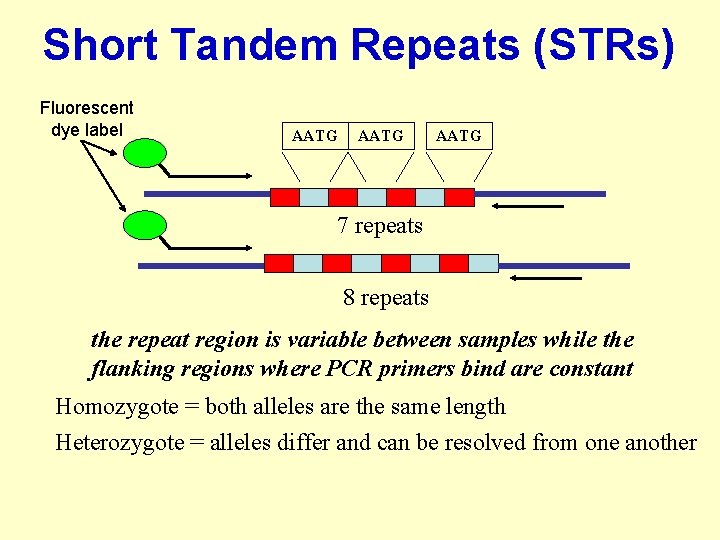 Short Tandem Repeats (STRs) Fluorescent dye label AATG 7 repeats 8 repeats the repeat